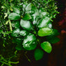 Anubias barteri var. nana cv. Bonsai Mini