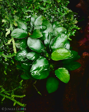 Anubias barteri var. nana cv. Bonsai Mini