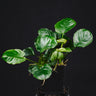 Anubias barteri var. nana cv. Round Leaf Coin