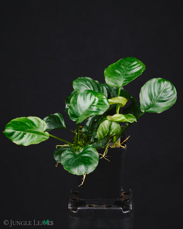Anubias barteri var. nana cv. Round Leaf Coin