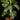 Aphelandra squarrosa