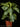 Aphelandra squarrosa