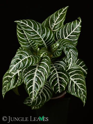 Aphelandra squarrosa