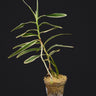 Arachnis Maggie Oei 'Variegata'