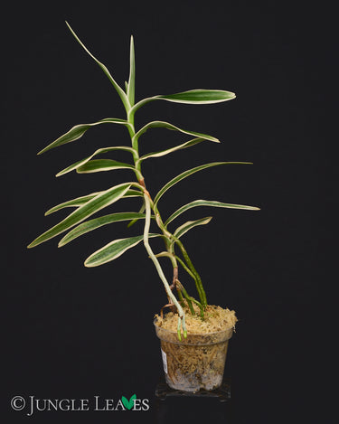 Arachnis Maggie Oei 'Variegata'