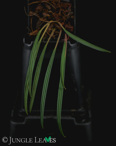 Aridarum 'Long Leaf' (Burttianthus veluntandrus)