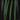 Aridarum 'Long Leaf' (Burttianthus veluntandrus)