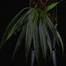 Aridarum sp. 'Perisai'