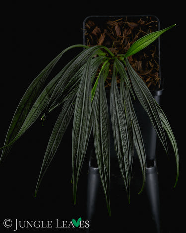 Aridarum sp. 'Perisai'