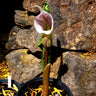 Arisaema candidissimum inflorescence1
