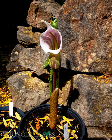 Arisaema candidissimum inflorescence1