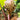 Arisaema fargesii inflorescence2