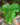 Arisaema fargesii leaf1