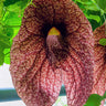 Aristolochia gigantea