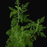 Artemisia afra