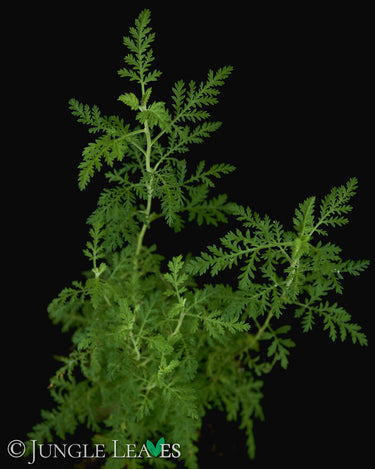 Artemisia afra