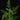 Artemisia afra