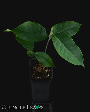 Artocarpus integer (Cempedak)
