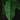 Artocarpus integer (Cempedak)