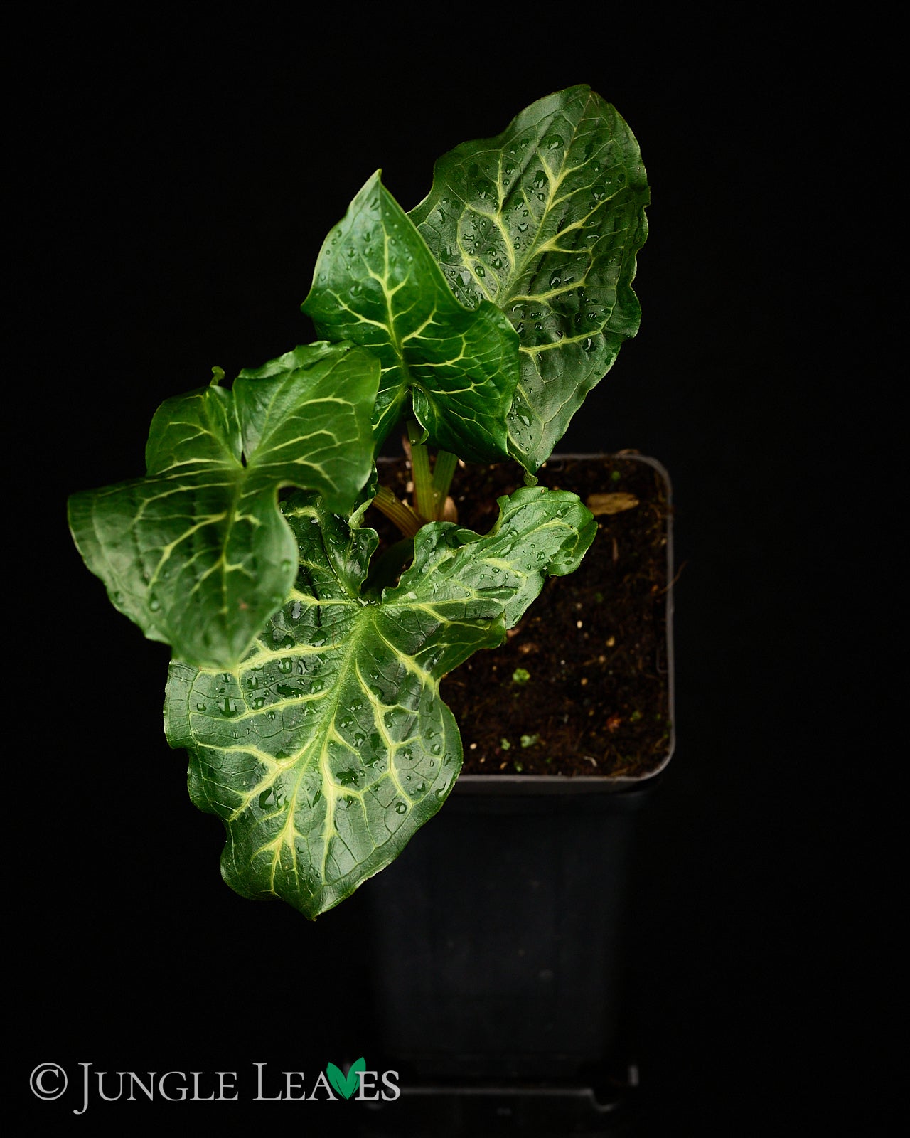 Arum italicum (Italienischer Aronstab) – Jungle Leaves