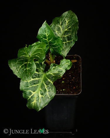 Arum italicum