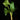 Arum italicum