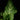 Arum italicum