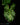 Arum italicum