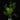Asparagus densiflorus 'Sprengeri'