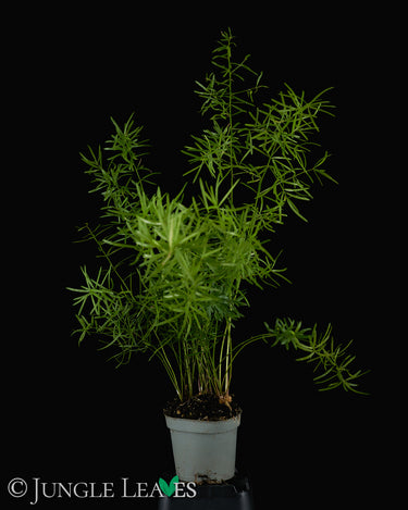 Asparagus densiflorus 'Sprengeri'