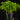 Asparagus setaceus (Zierspagel)