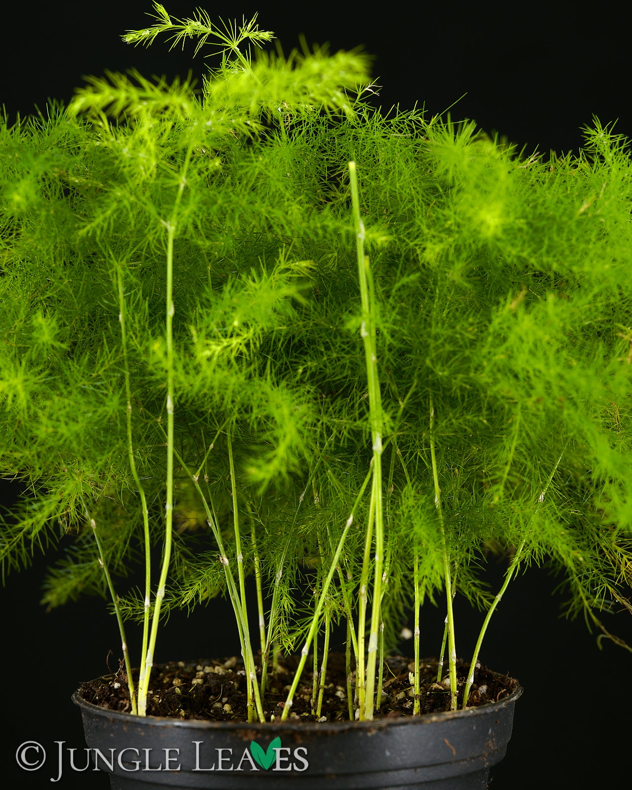 Asparagus setaceus (Zierspargel) – Jungle Leaves