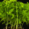 Asparagus setaceus (Zierspagel)
