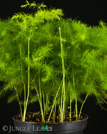 Asparagus setaceus (Zierspagel)