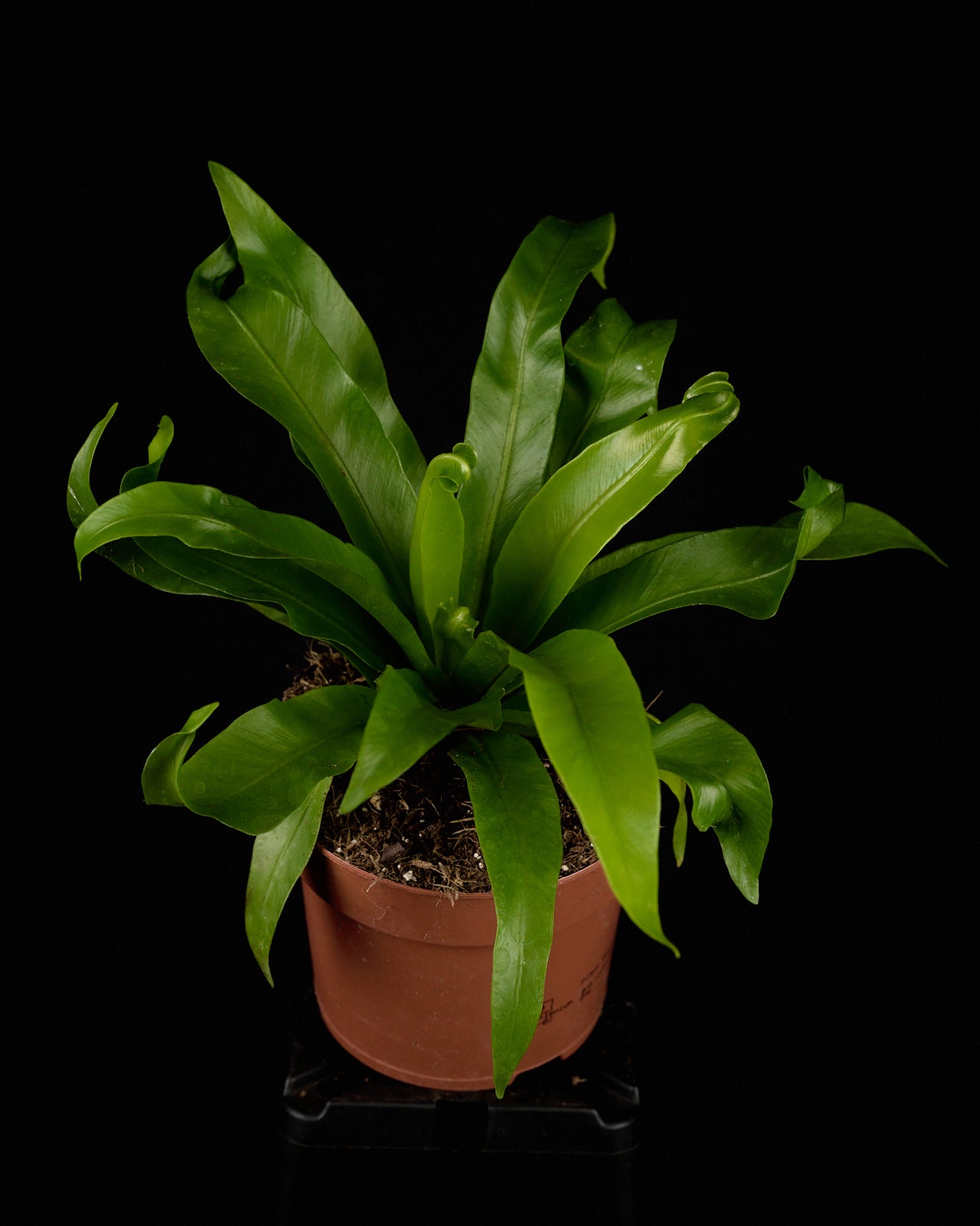 Asplenium antiquum (Schmalblättriger Nestfarn) – Jungle Leaves