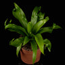 Asplenium antiquum