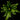 Asplenium antiquum