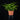 Asplenium dimorphum 'Parvati'