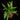 Asplenium ebenoides