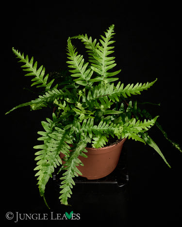 Asplenium ebenoides