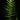 Asplenium ebenoides