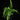 Asplenium ebenoides