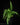 Asplenium ebenoides