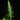 Asplenium ebenoides