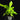 Asplenium nidus