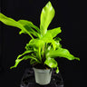 Asplenium nidus