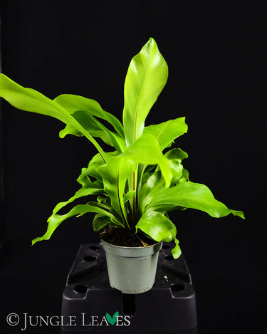 Asplenium nidus
