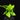 Asplenium nidus