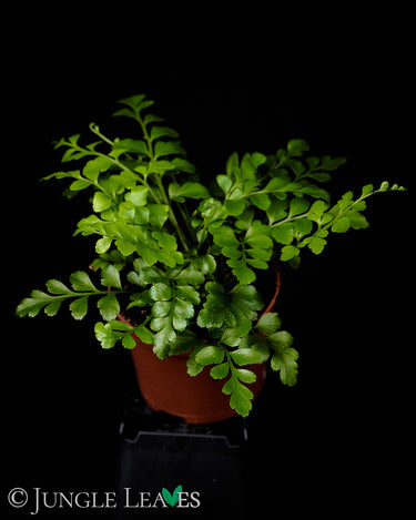 Asplenium dimorphum 'Parvati'