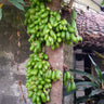Averrhoa bilimbi (Gurkenbaum)